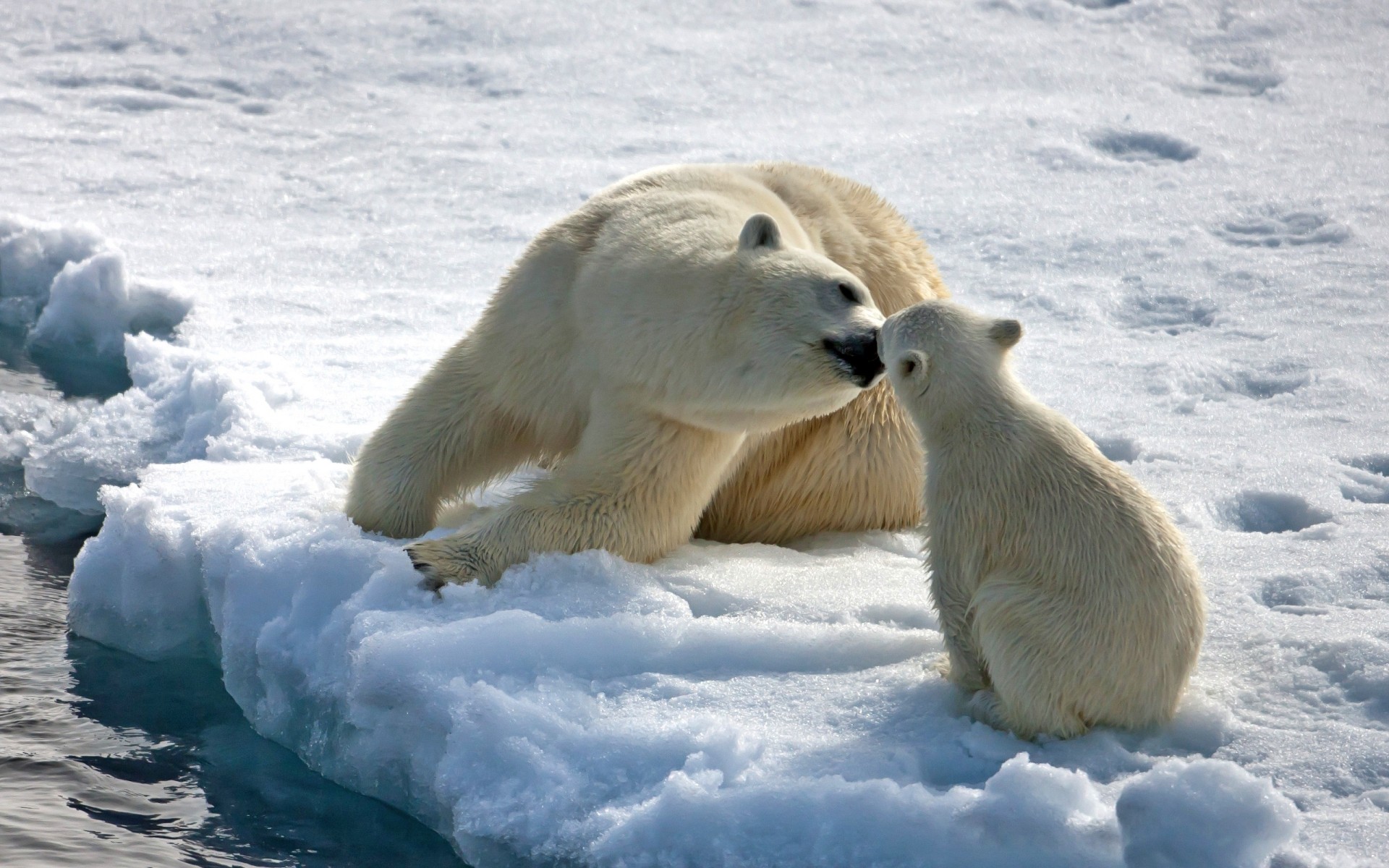 animali gelido neve inverno ghiaccio freddo polare mammifero all aperto natura congelato fauna selvatica acqua gelo luce del giorno orso cucciolo di lupo orso polare