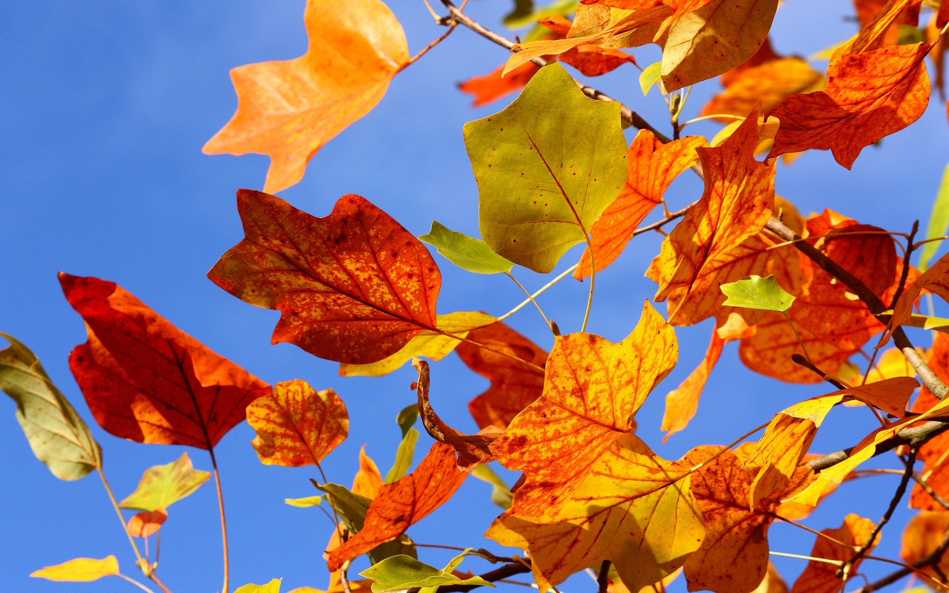 autumn leaf fall maple nature bright season flora color tree outdoors fair weather branch change gold vibrant desktop autumn leaf autumn leaves background