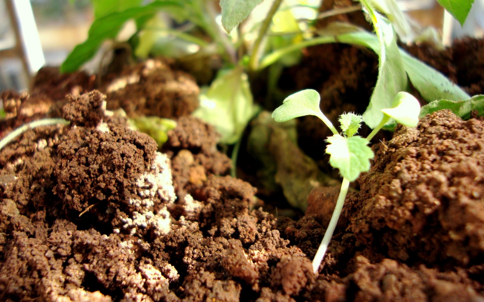 piante terreno a forma di palla germinare terra agricoltura compost poco crescita coltivazione piantina ambiente foglia compagno flora radice conservazione ecologia paesaggio