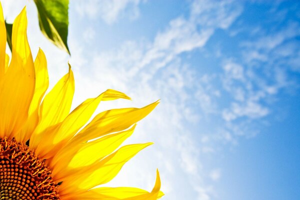 Girasoli in estate con tempo sereno