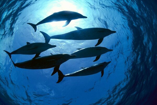 A flock of dolphins swims underwater