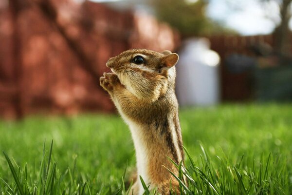 A small chipmunk on a grass background