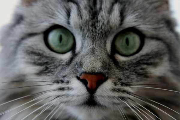 قطة رمادية مخططة بعيون خضراء كبيرة