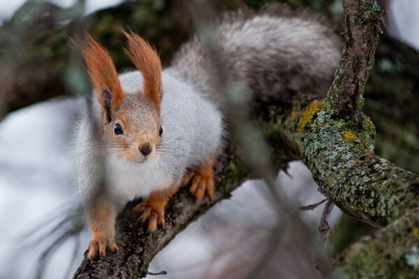 Wildes Eichhörnchen überlebt im Winterwald