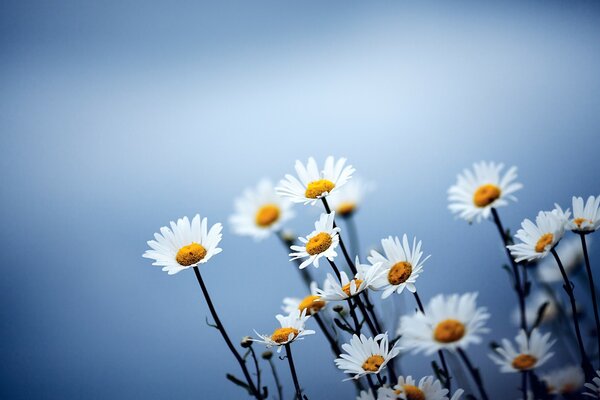 Gänseblümchen auf blauem Hintergrund und Stiel