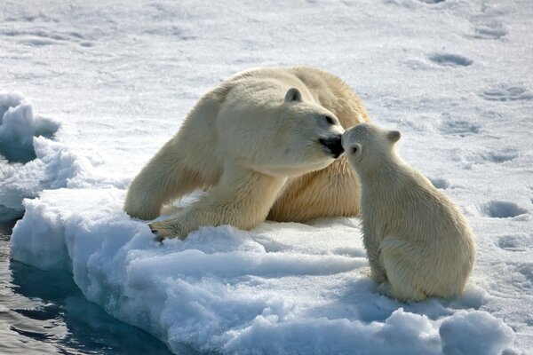 A bear with a bear cub on an ice floe in winter