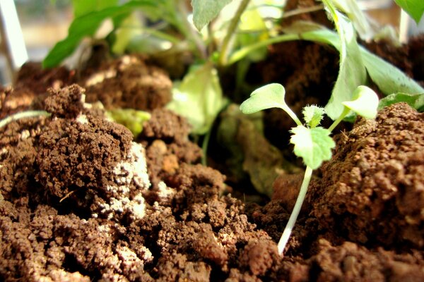 Le piante germinano sul terreno nel terreno