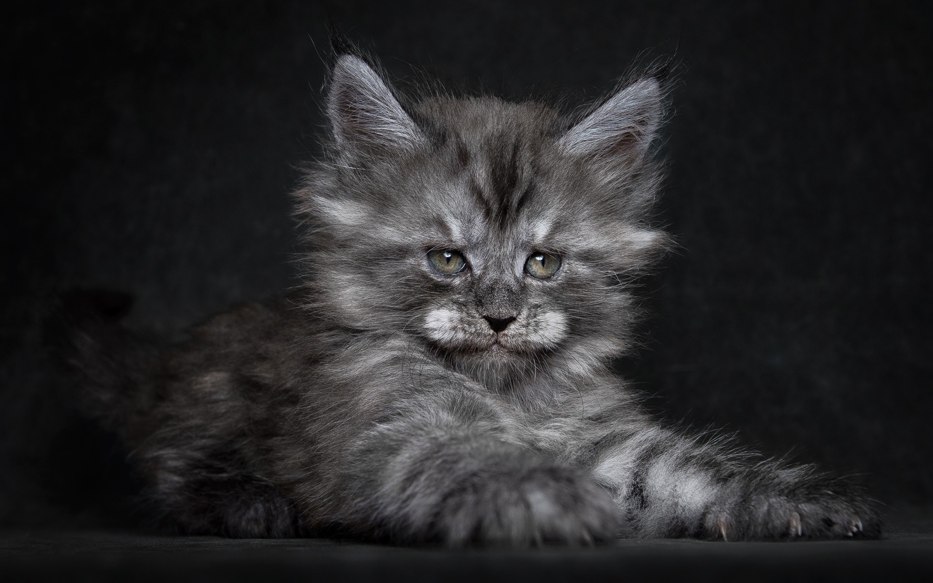 cats cat mammal pet cute animal kitten portrait domestic grey fur eye looking fluffy