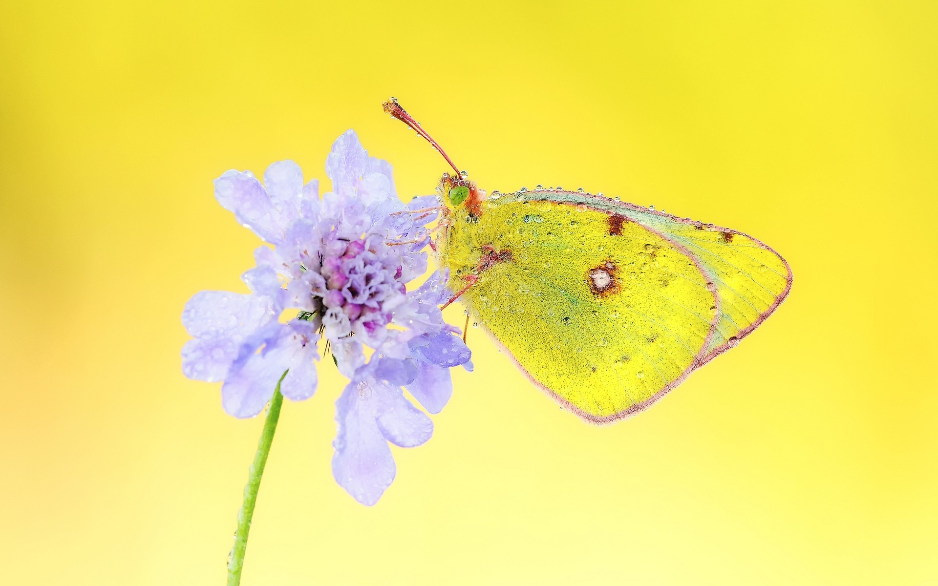 insects nature flower insect butterfly color summer flora leaf garden close-up beautiful desktop outdoors bright petal delicate purple flower