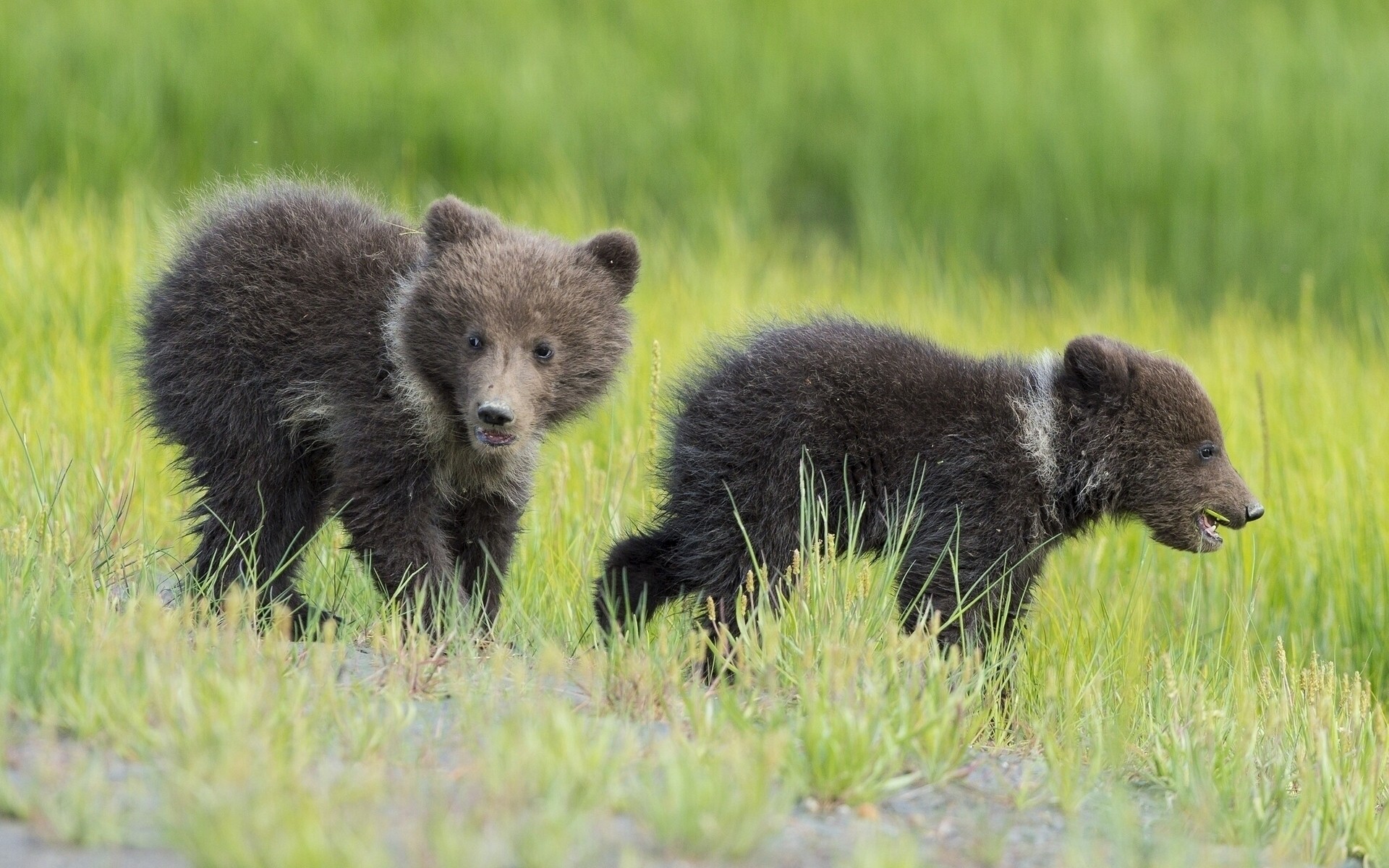 animals mammal wildlife grass outdoors cub nature wild animal hayfield fur predator bears cubs