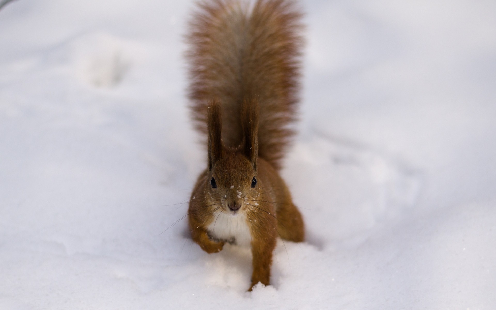 animais inverno neve frio mamífero roedor sozinho geada madeira ao ar livre para baixo vida selvagem natureza pele natal macio esquilo