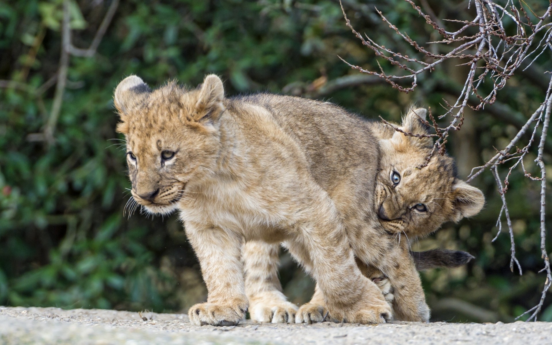 animaux chat faune mammifère prédateur mangeur de viande nature animal sauvage lion chasseur zoo grand petit loup fourrure safari en voie de disparition danger lynx oursons chats