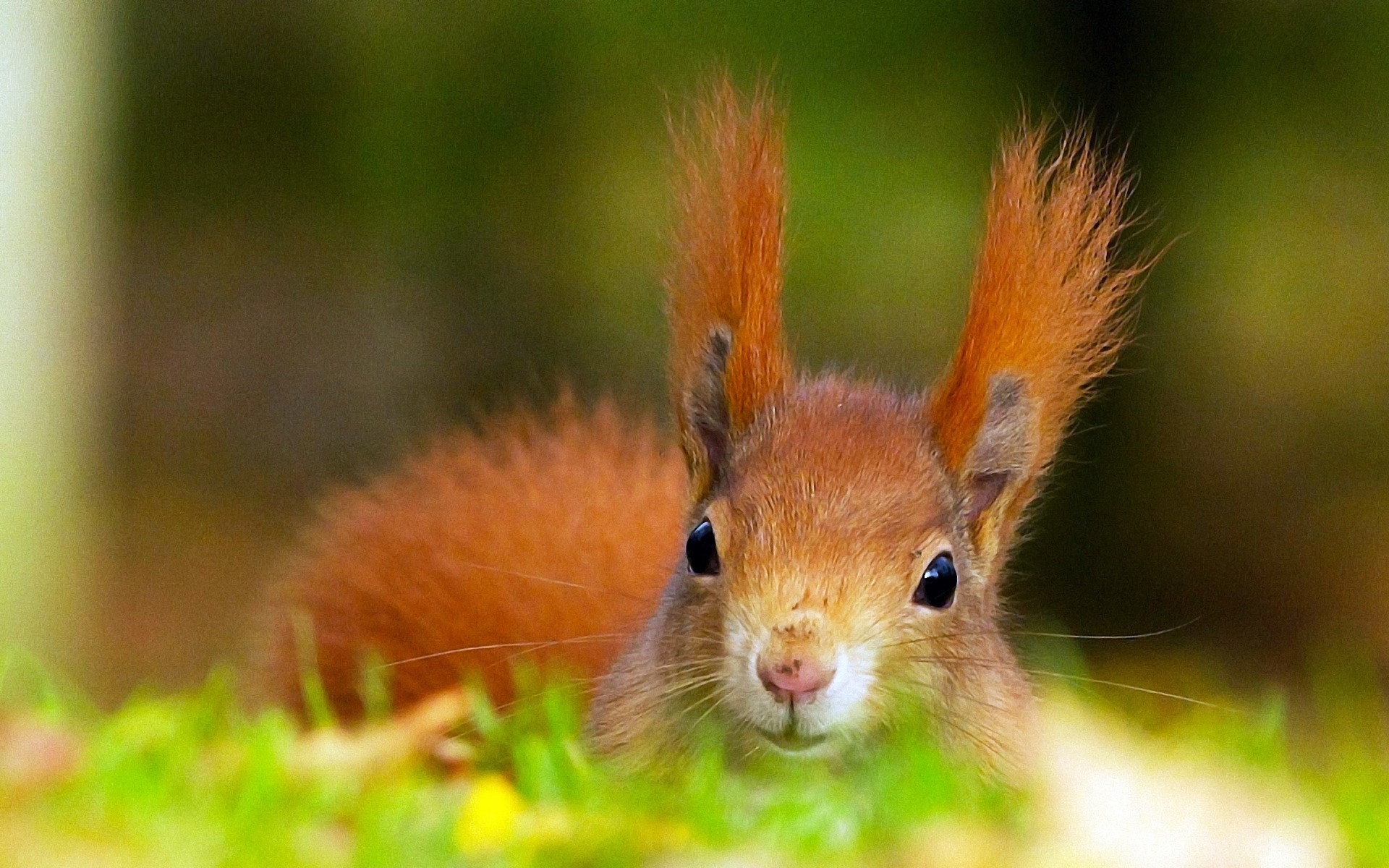 zwierzęta natura dzika przyroda ssak słodkie zwierzę gryzoń wiewiórka na zewnątrz futro mało dziki trawa