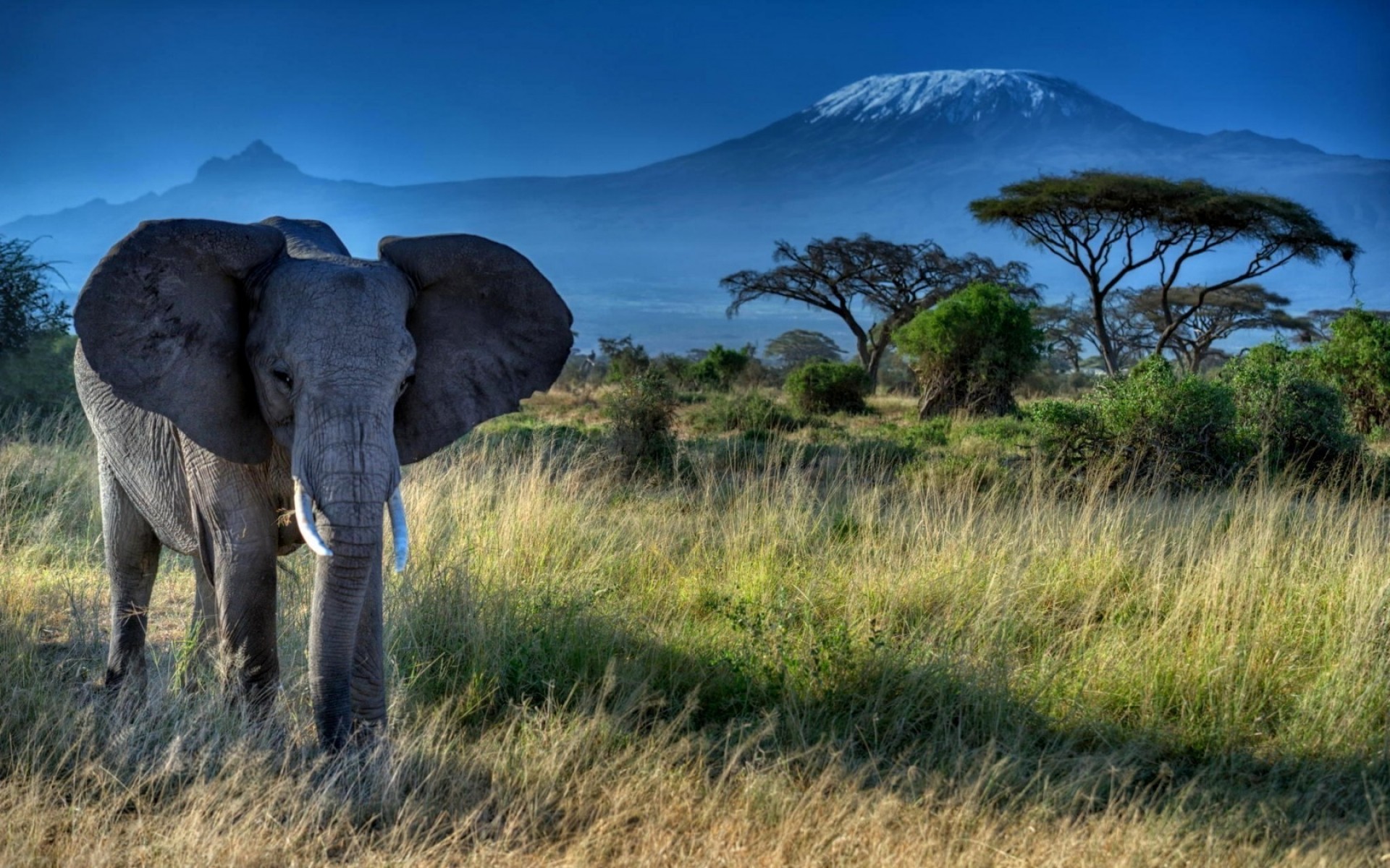 tiere natur landschaft gras reisen himmel savanne sonnenuntergang baum safari im freien tierwelt weiden elefant afrika bäume