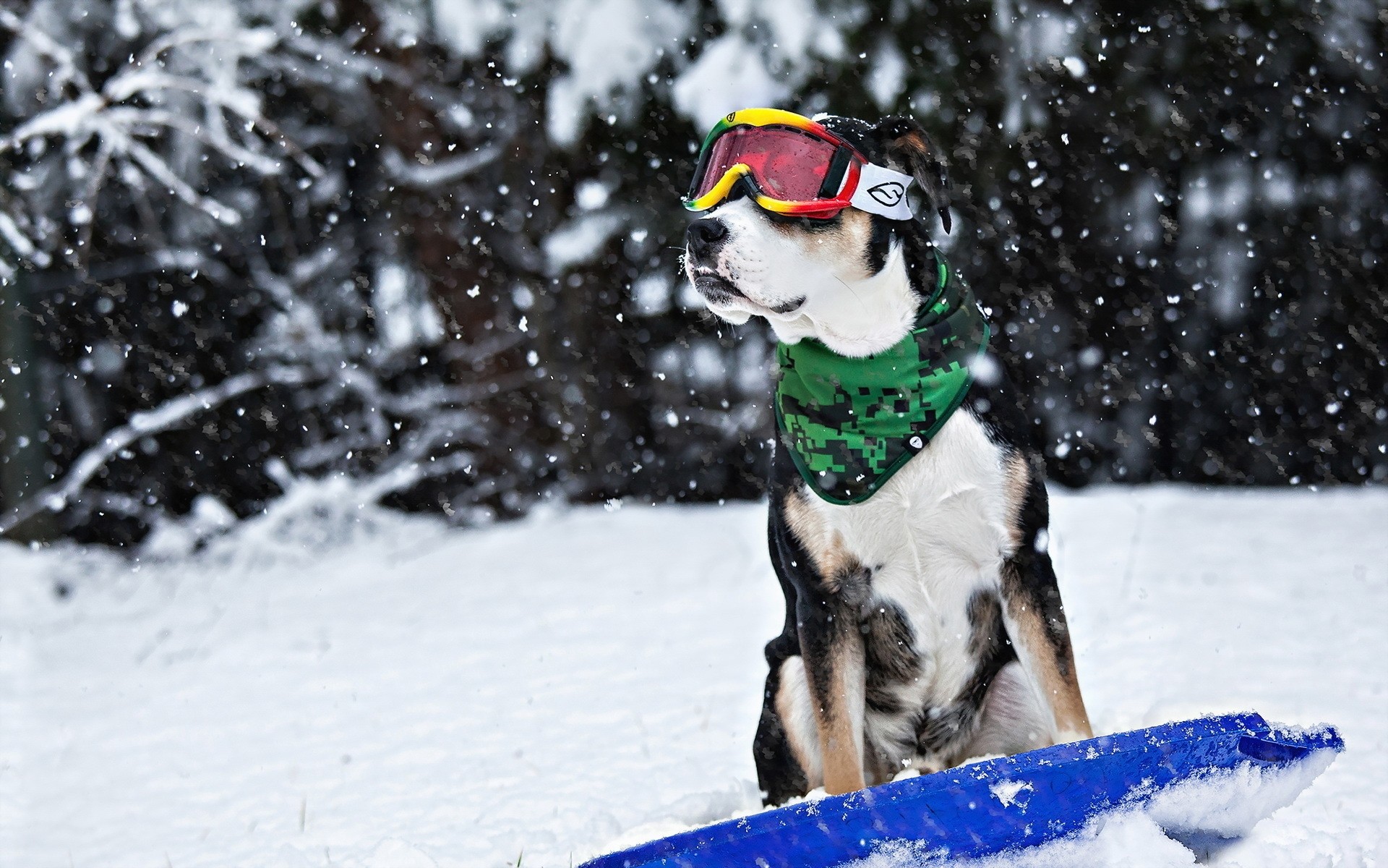 chiens neige hiver froid noël glace à l extérieur plaisir nature saison concours chien