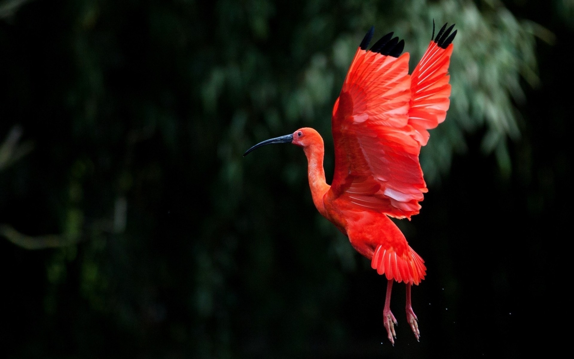 flamingo bird wildlife nature outdoors feather tropical animal wild exotic ibis red ibis flying wings