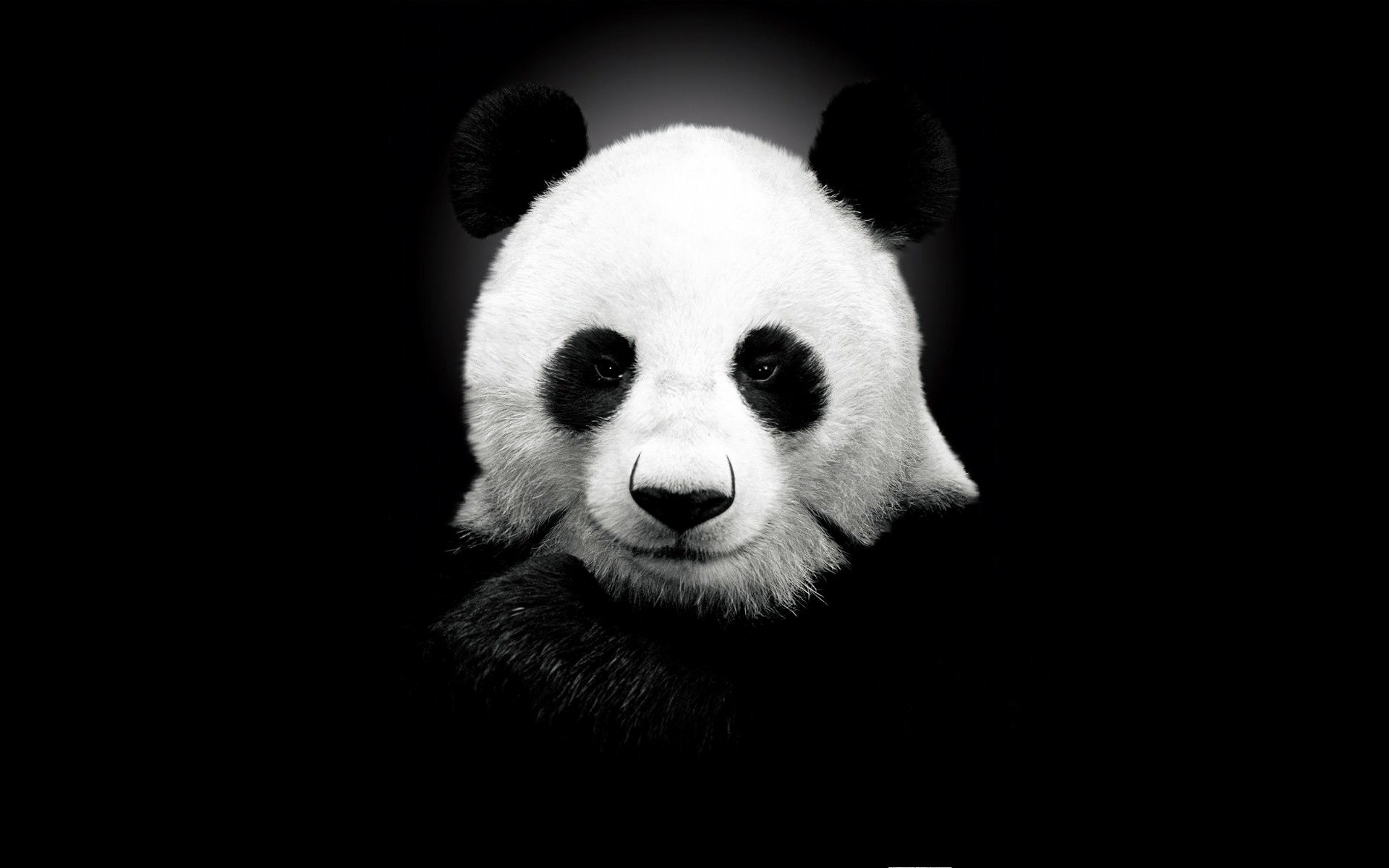 animals mammal animal portrait wildlife cute panda bear