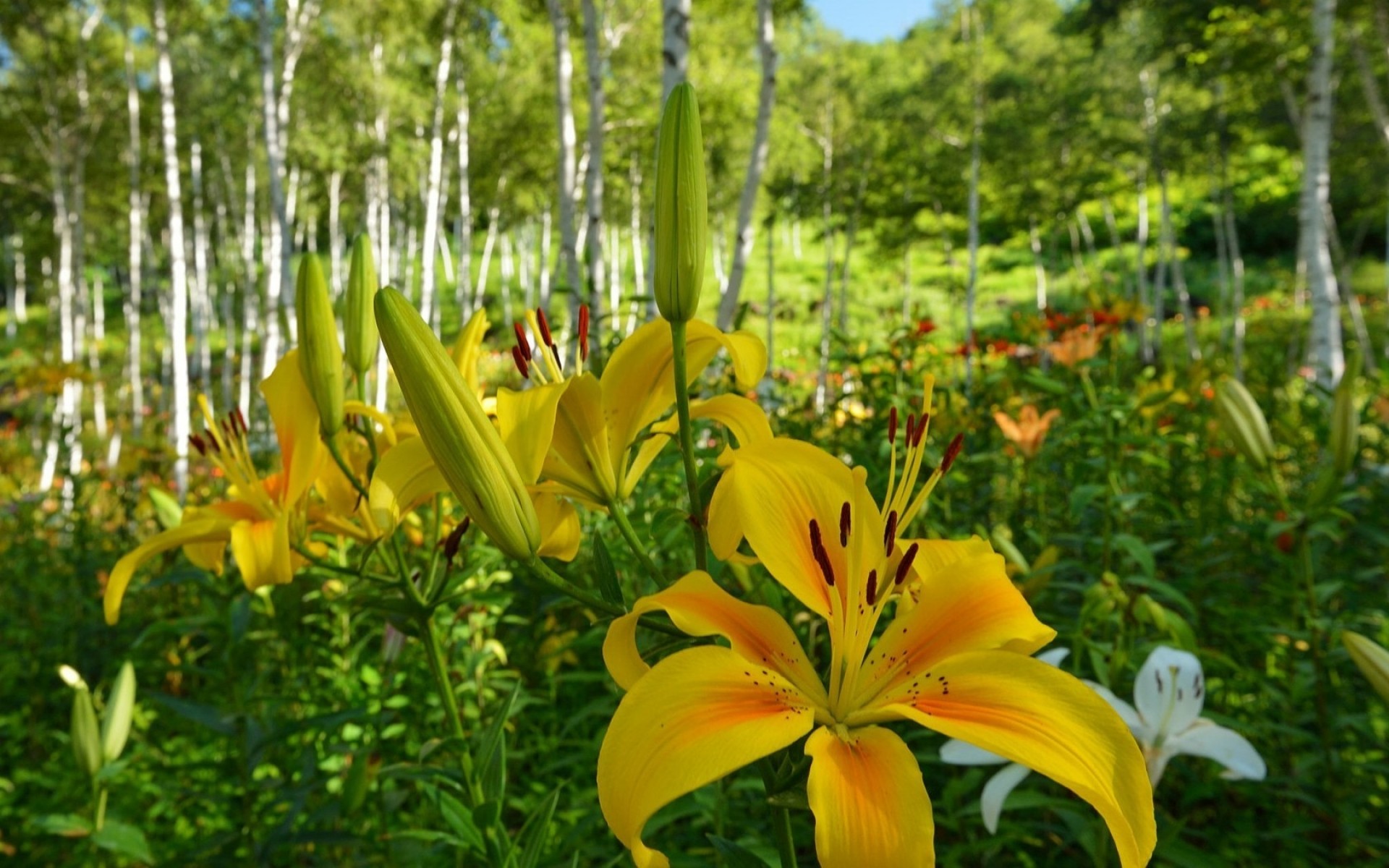 flores natureza flora folha flor jardim verão crescimento ao ar livre brilhante cor parque lírios floresta árvores