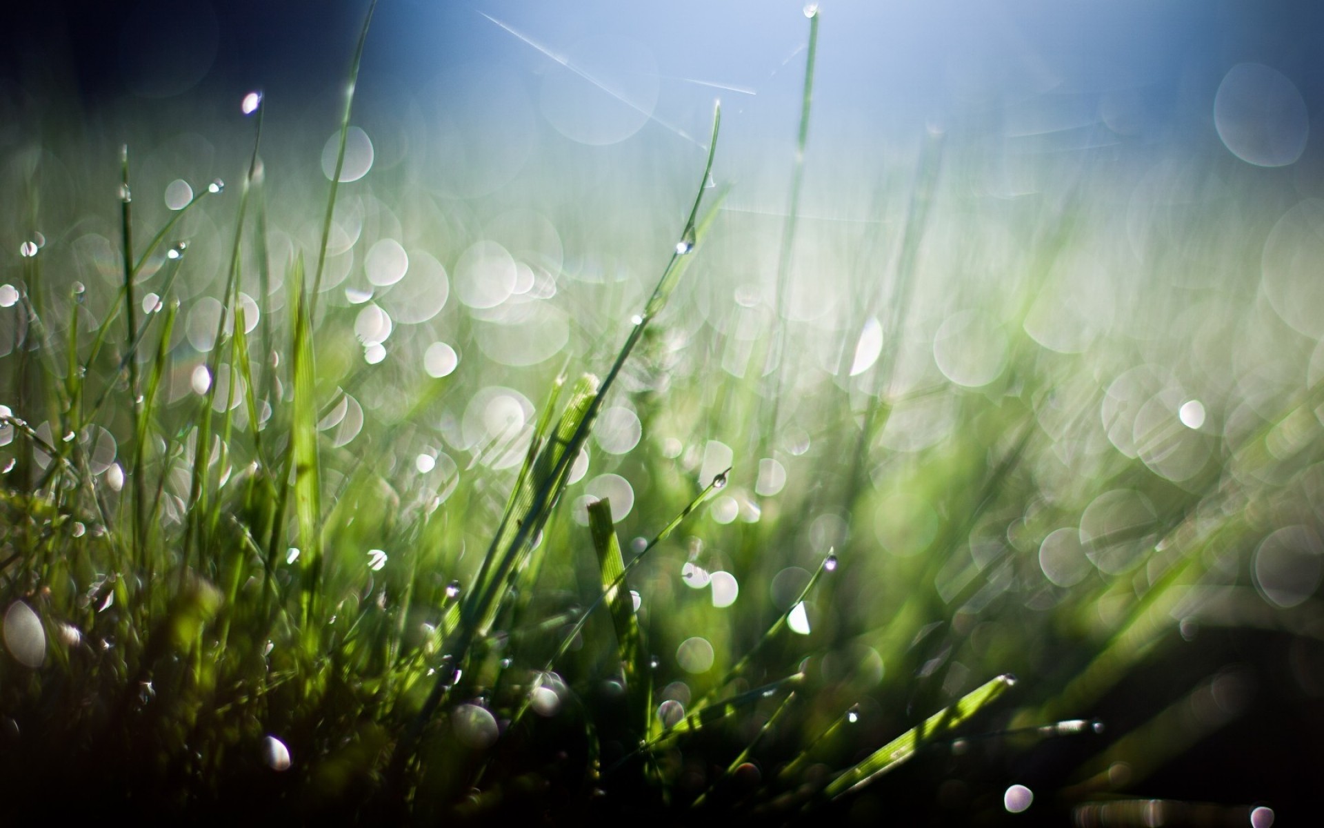 трава газон росы сенокос поле падение рабочего стола флора рассвет сад дождь природа солнце лето цвет пышные яркий хорошую погоду размытость свежесть