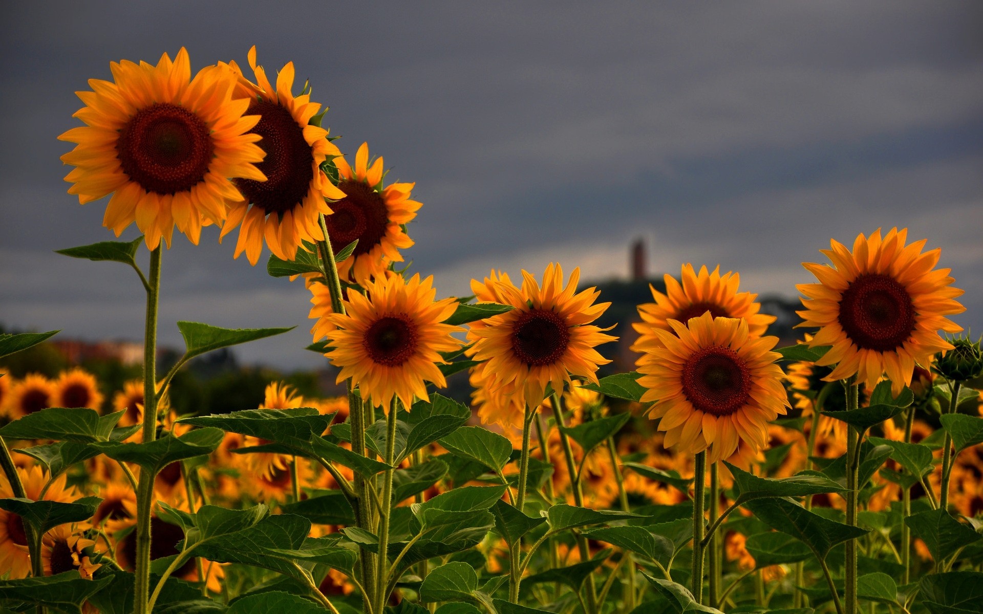 flowers sunflower nature flower summer flora sun field leaf growth bright petal garden fair weather floral close-up beautiful seed rural color