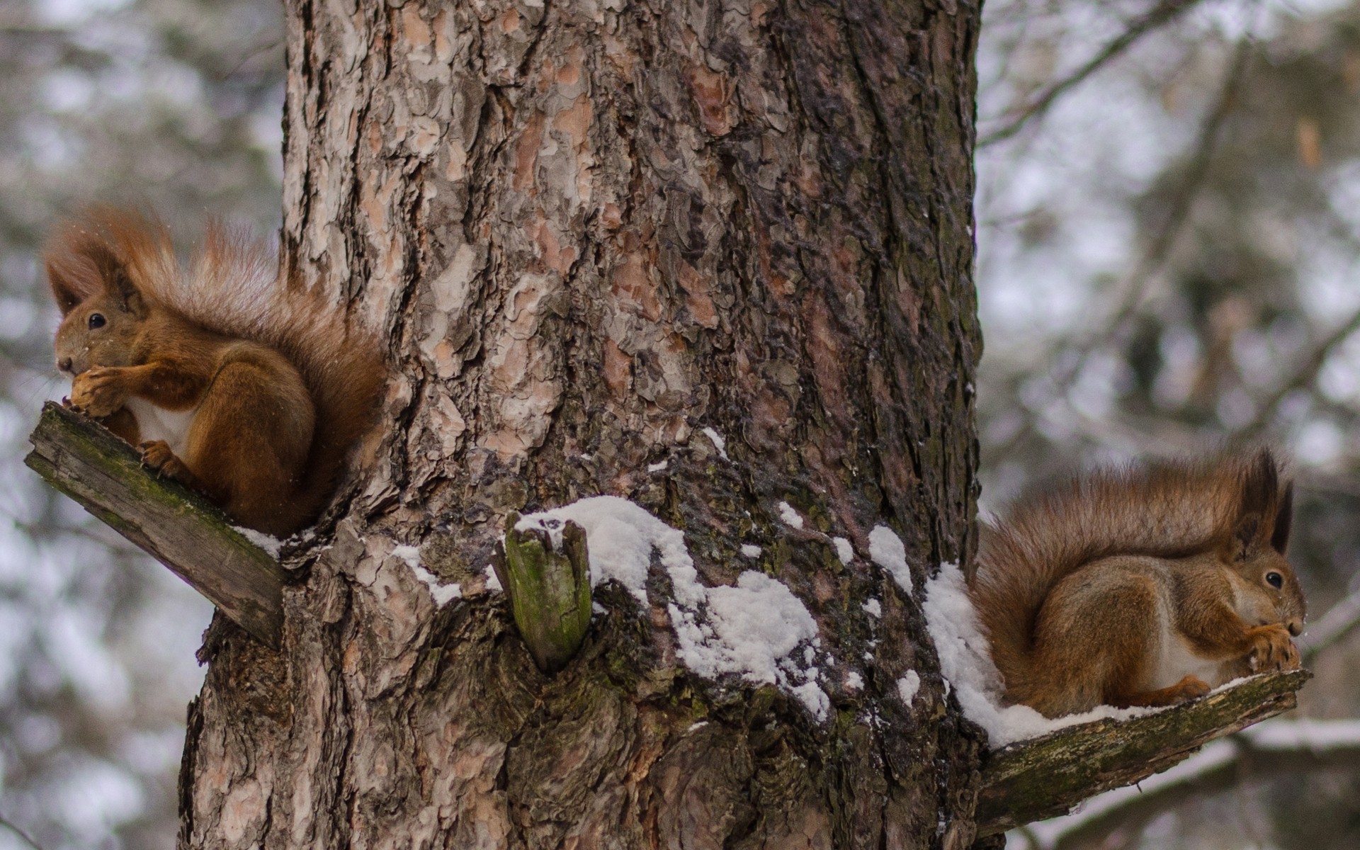 animals squirrel rodent mammal tree wood nut fox wildlife nature bushy chipmunk cute furry fur downy animal tail curious outdoors squirrels snow