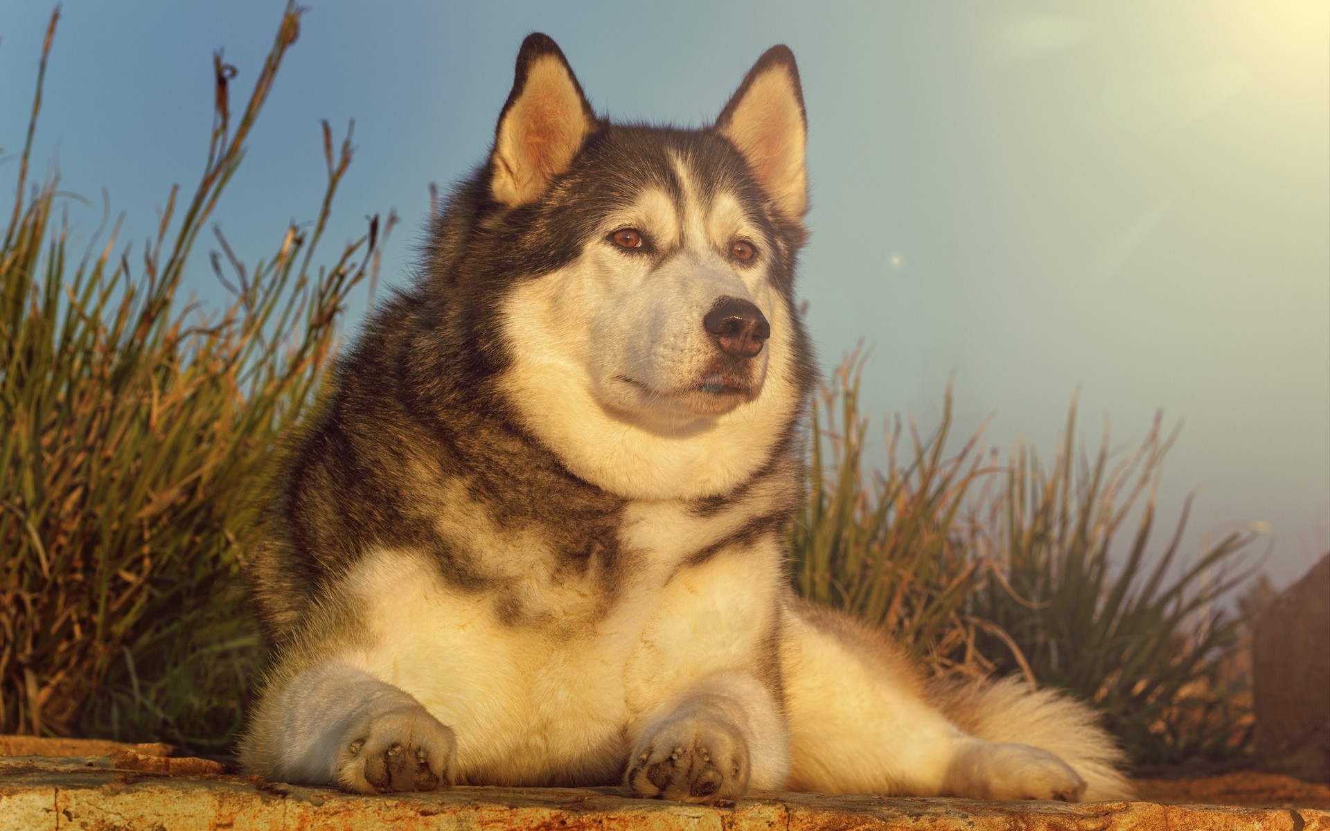 cani cane mammifero canino ritratto animale domestico uno carino animale cucciolo husky