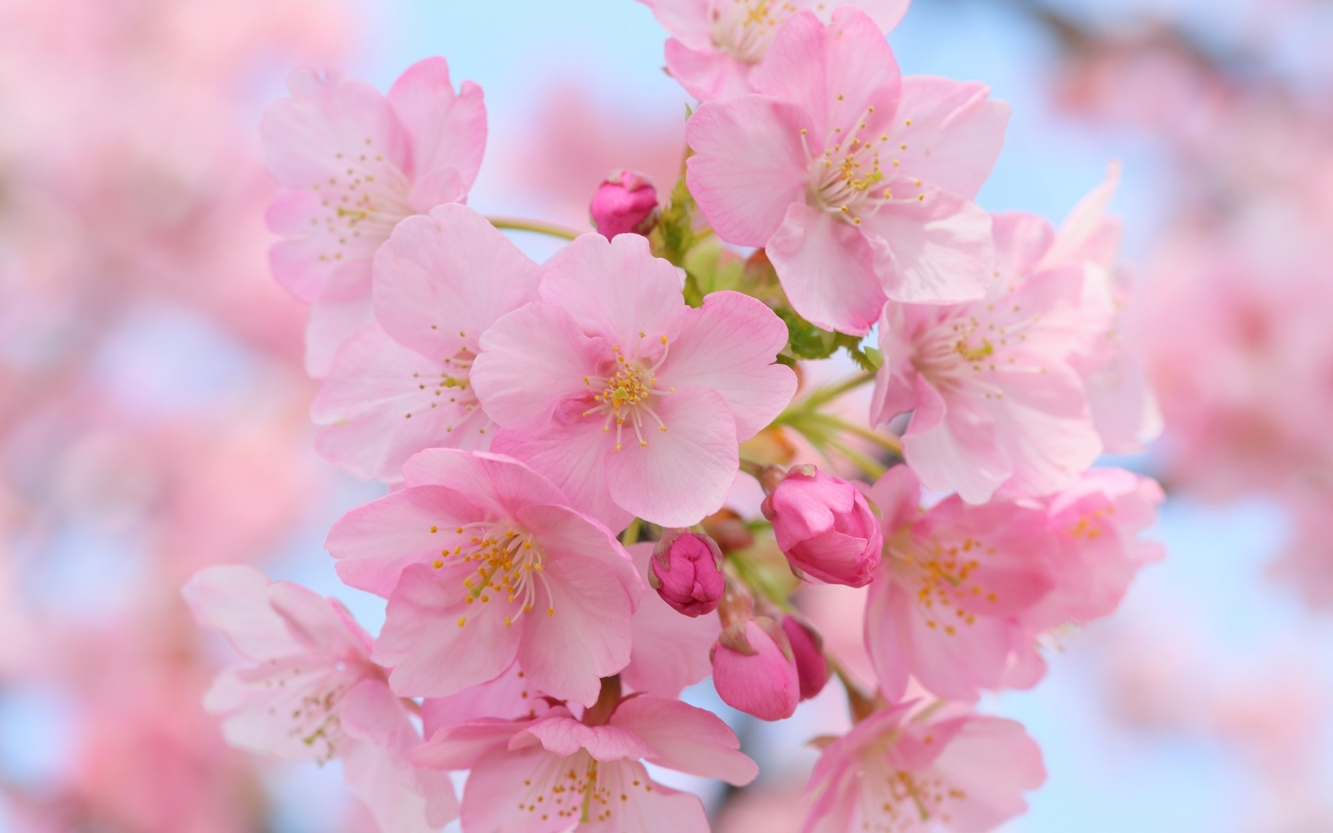 kwiaty kwiat wiśnia natura oddział flora ogród płatek bluming drzewo liść kwiatowy kolego delikatny sezon lato wzrost wiosna jasny na zewnątrz różowe kwiaty wiosenne kwiaty wiśnie