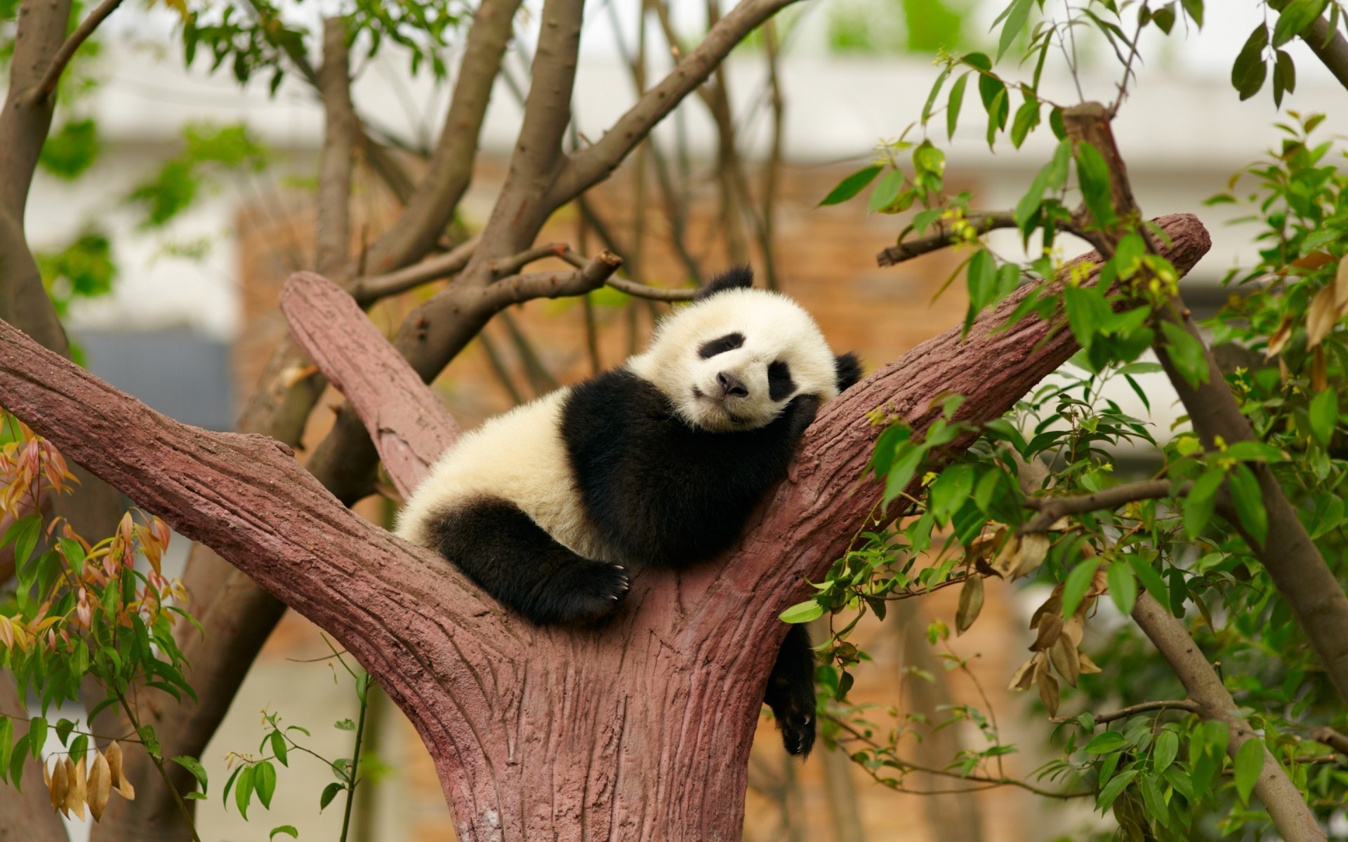 hayvanlar ağaç doğa memeli açık havada yaban hayatı ahşap yaprak sevimli panda bir hayvanat bahçesi panda