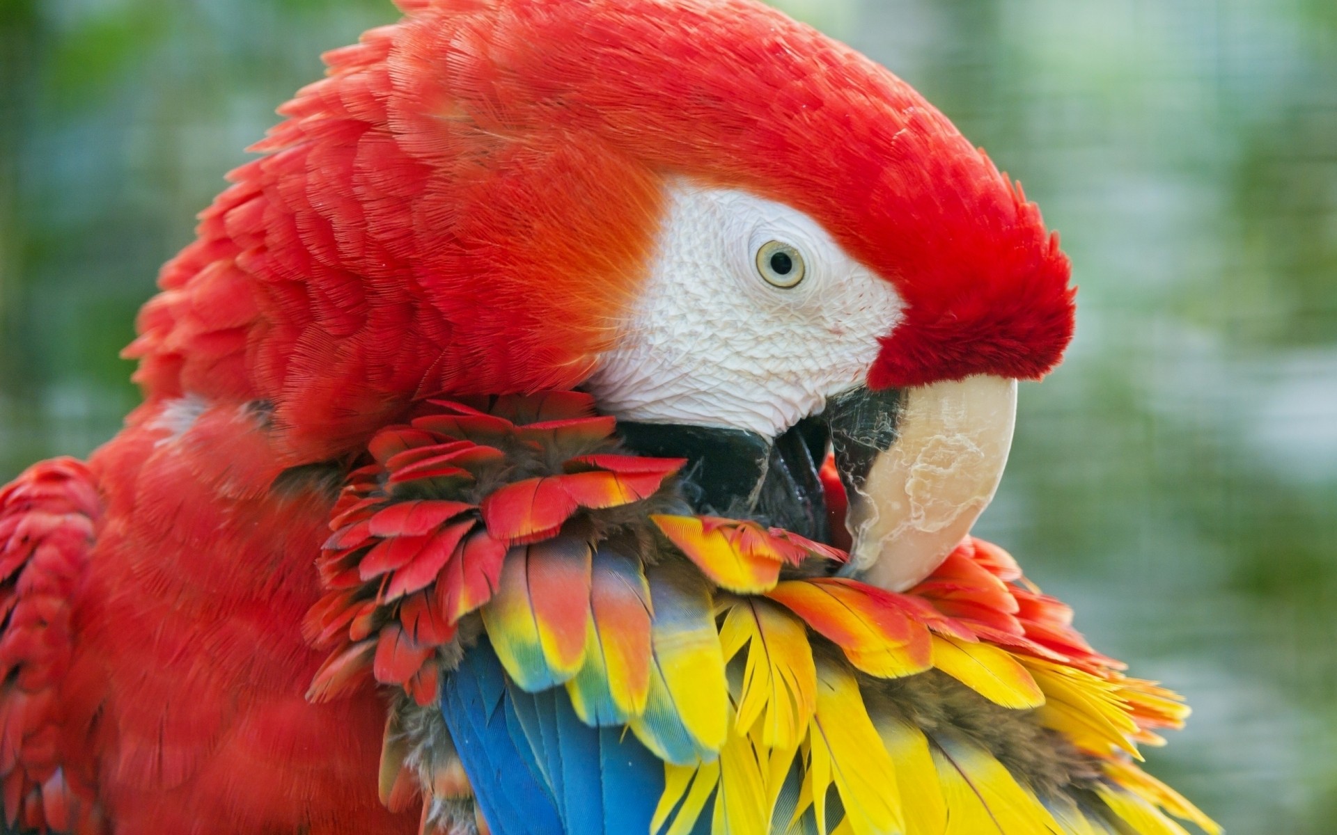 papagaio pássaro natureza pena arara vida selvagem bico animal tropical brilhante selvagem jardim zoológico avian exótico papagaio vermelho penas