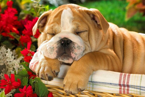 Chien au repos dans un jardin de fleurs