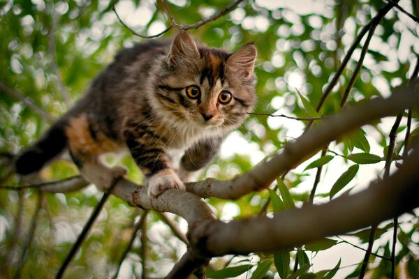 A wild cat among the dense thickets of the forest