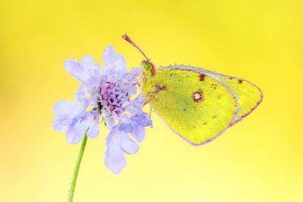 Hermosa mariposa en la flor