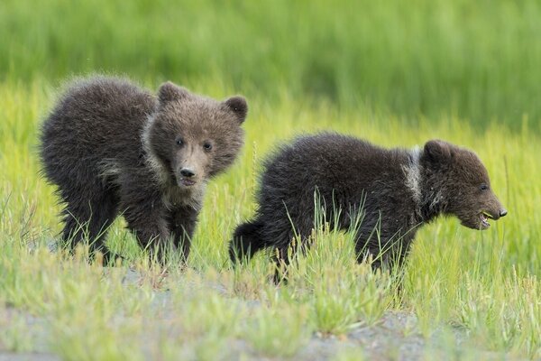 Two small bears run across the field