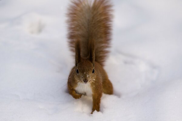 Animals in winter on cold snow