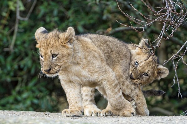 Wild kittens are having cute fun