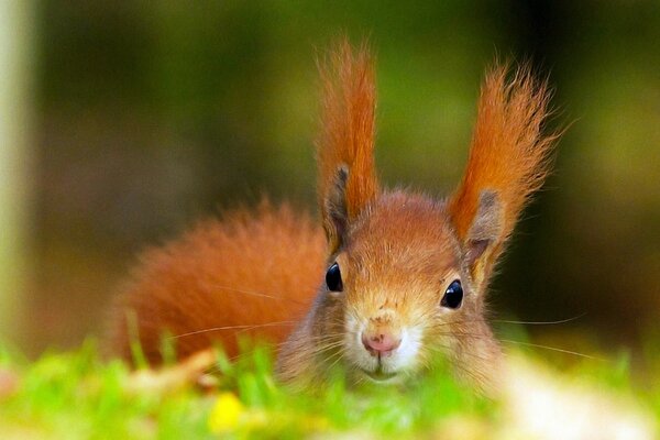 Niedliche Wildtiere