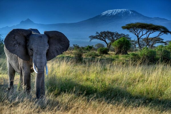 Elefant auf dem Hintergrund einer wunderschönen Landschaft