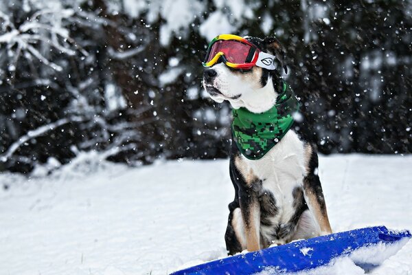 Sportowy pies jeżdżący na snowboardzie w zimowy śnieżny dzień