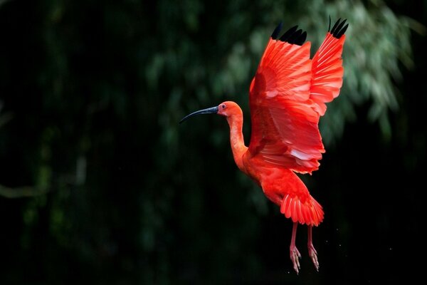 Vahşi doğada parlak pembe flamingo