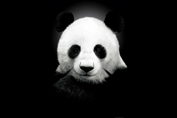 Hermoso Panda sobre fondo negro