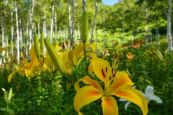 Flora flores de lirios elegantes