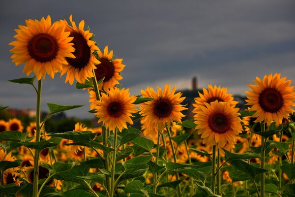 Feld von Sonnenblumen auf bewölktem Himmel Hintergrund