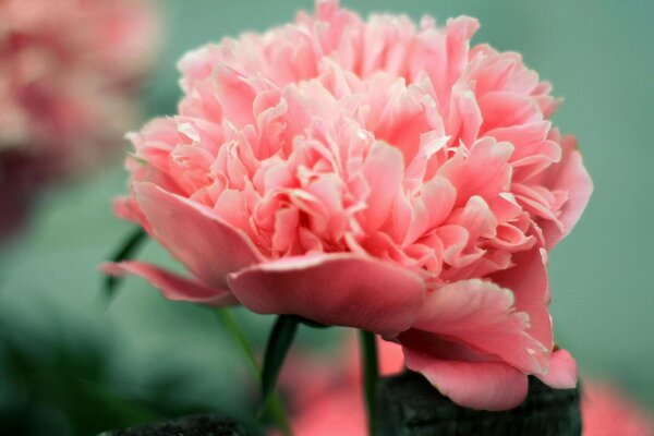 Ungewöhnliche rosa Blume auf grünem Hintergrund