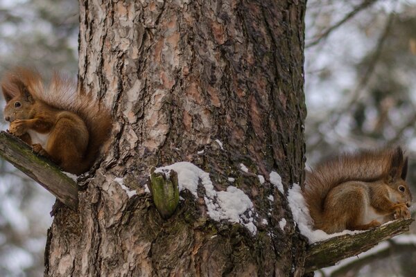 Dos ardillas en un árbol