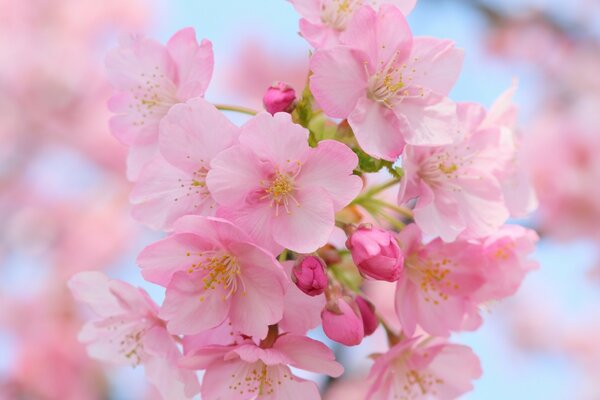 Cherry blossoms bloomed in nature