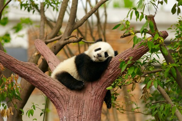 Cute panda sleeping on a tree