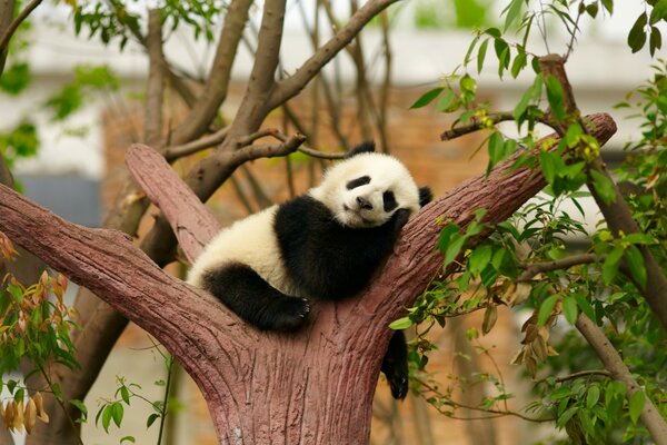 Симпатичная спящая на дереве панда