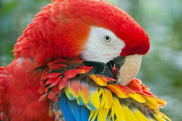 Bright red parrot close-up