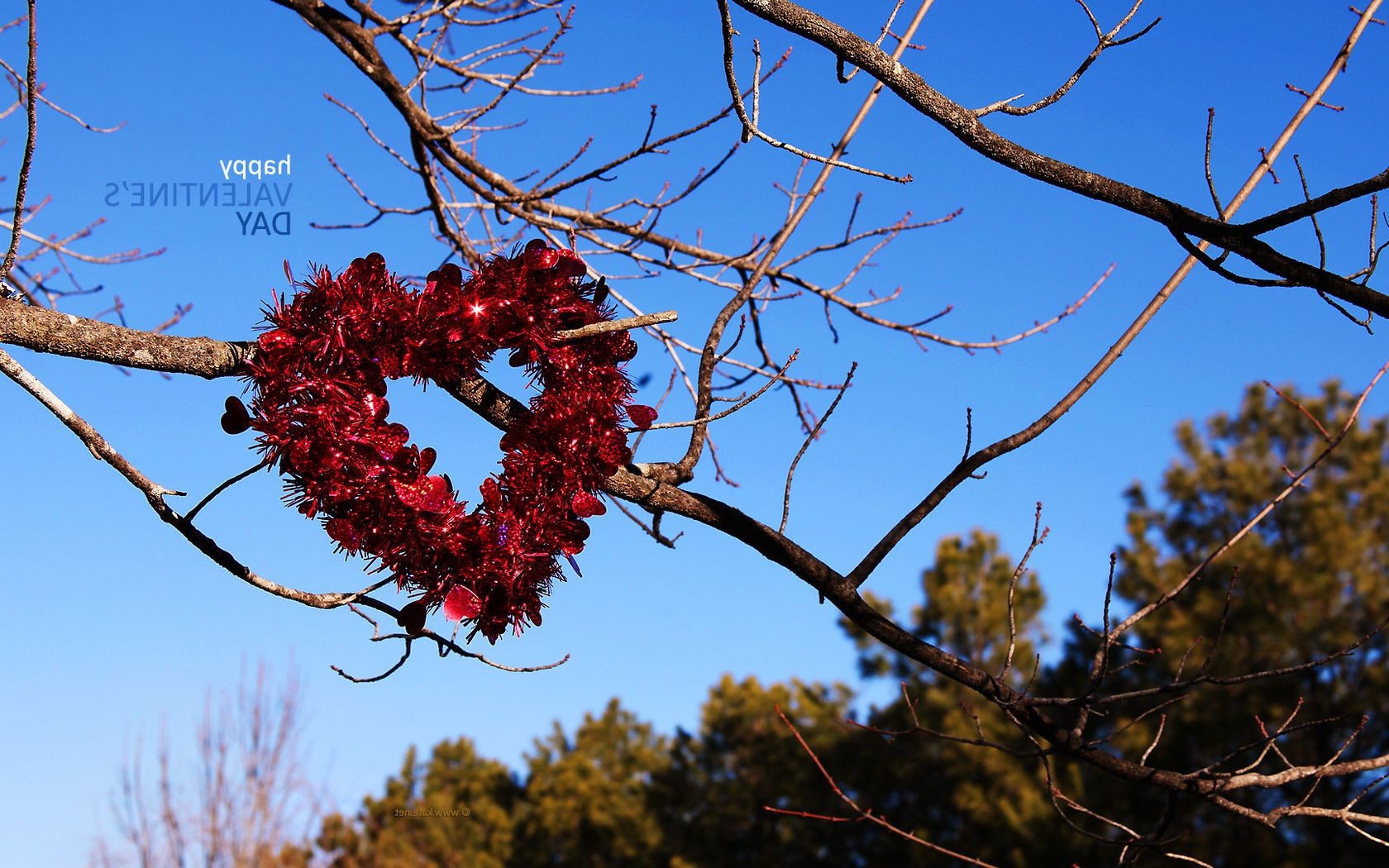 hearts tree branch nature winter season outdoors fall wood leaf flora bright sky color