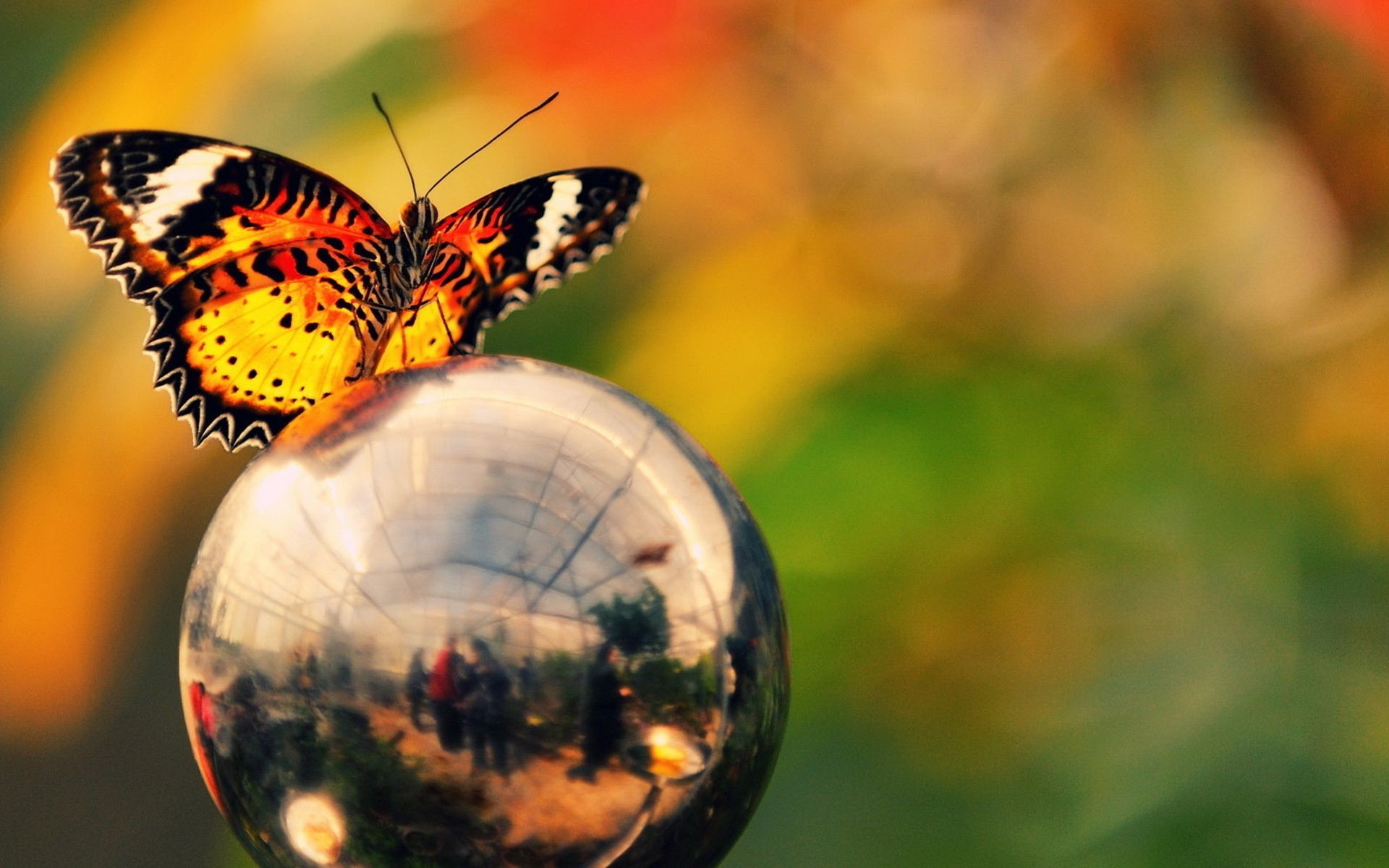 insetos natureza borboleta ao ar livre verão borrão inseto brilhante folha